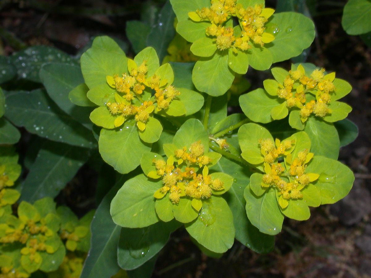 Euphorbiaceae Euphorbia dulcis