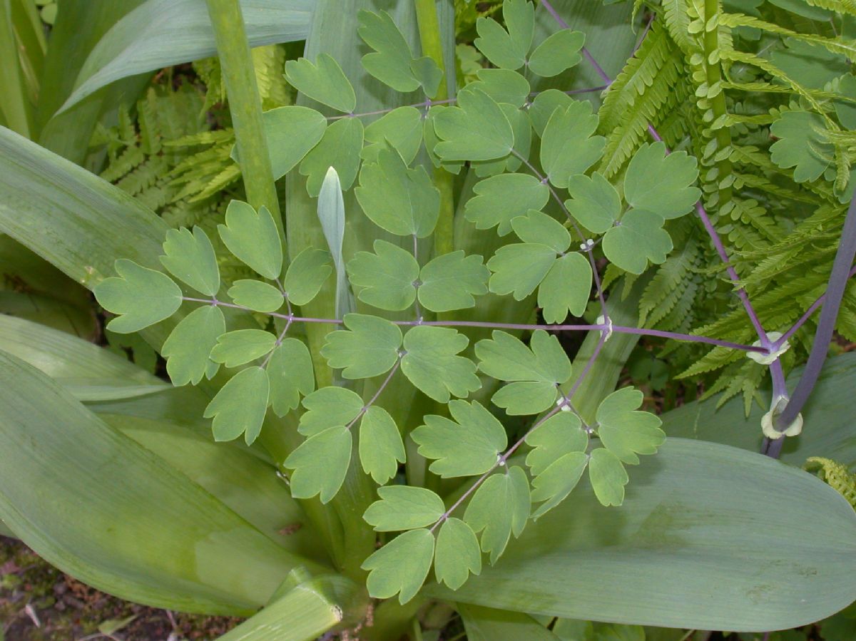 Ranunculaceae Thalictrum 