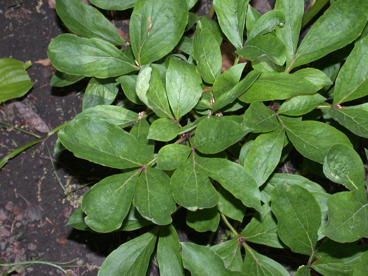 Paeoniaceae Paeonia lactiflora