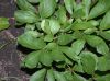 image of Paeonia lactiflora
