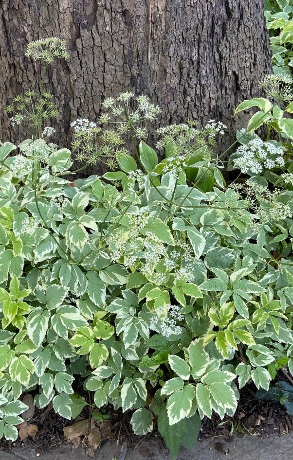 Apiaceae Aegopodium podagraria