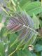 image of Ailanthus altissima