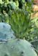 image of Opuntia compressa