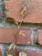 image of Parthenocissus quinquefolia