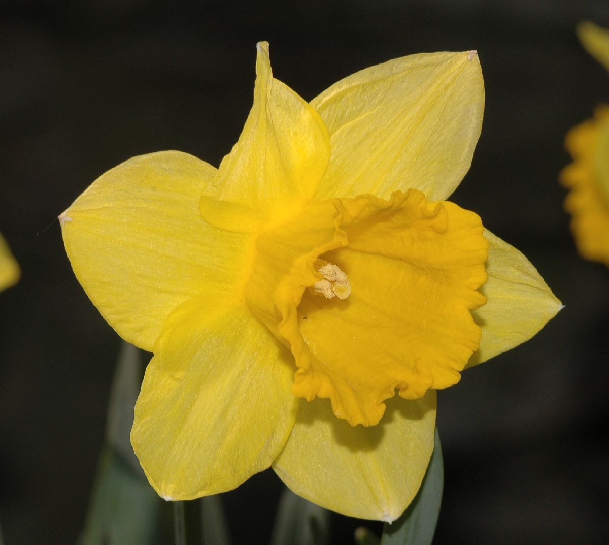 Amaryllidaceae Narcissus 