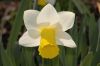 image of Narcissus 