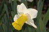 image of Narcissus 