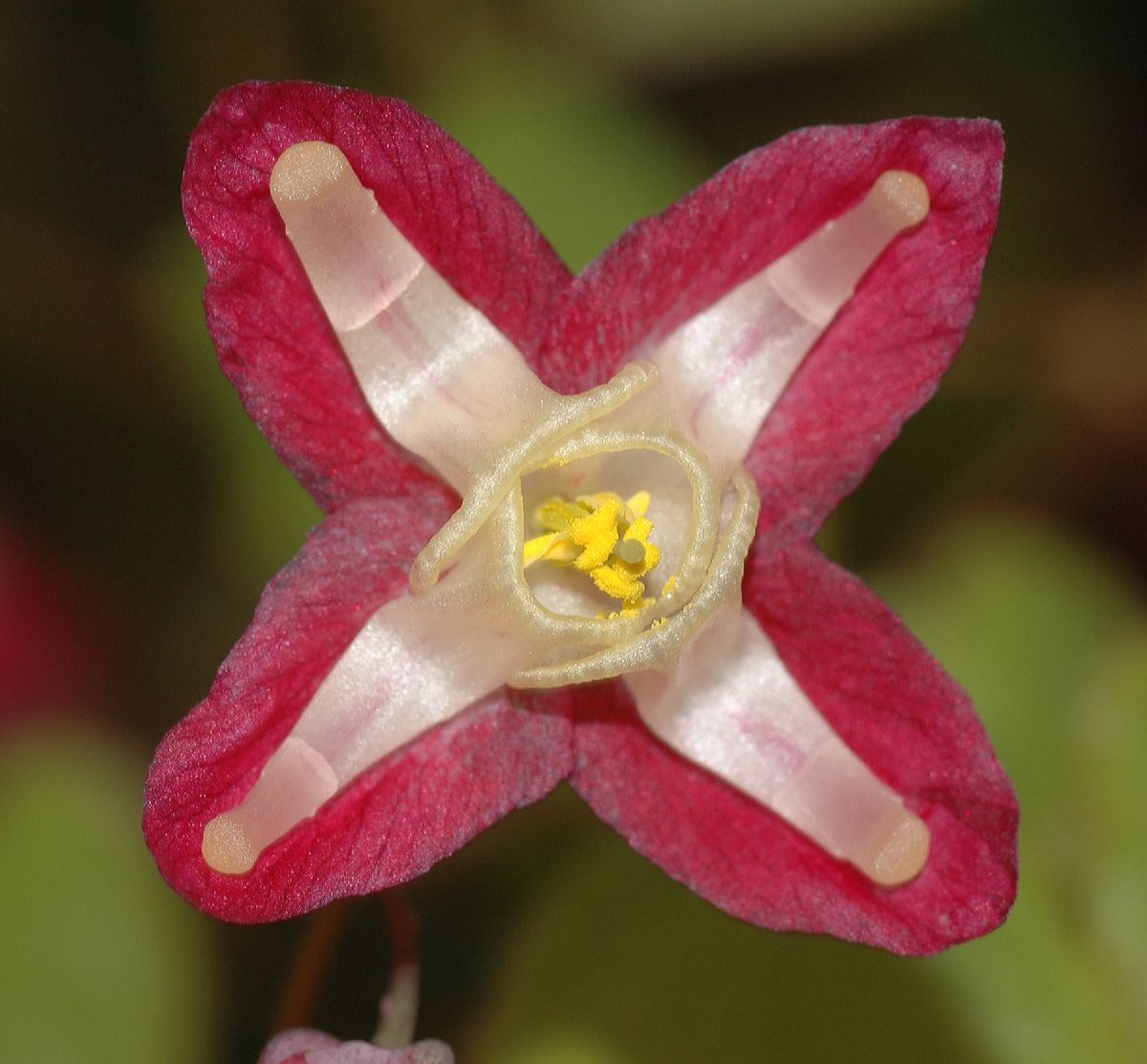 Berberidaceae Epimedium 