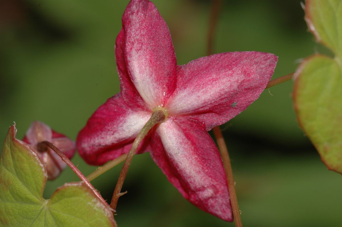 Berberidaceae Epimedium 