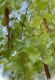 image of Betula nigra