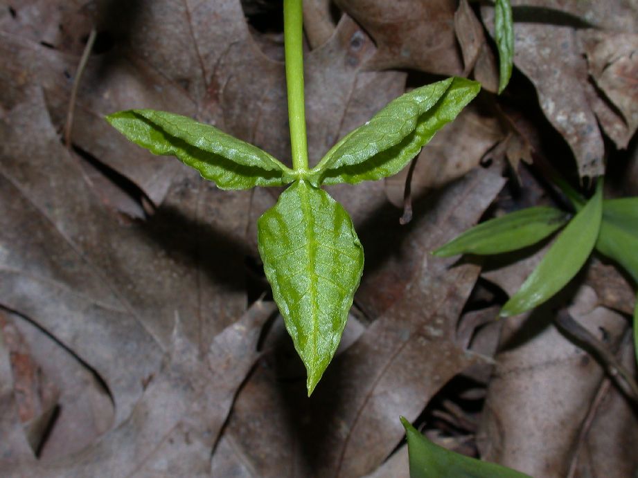 Araceae Arisaema triphyllum