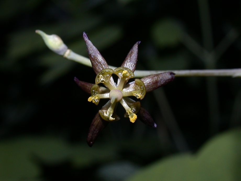 Berberidaceae Caulophyllum thalictroides