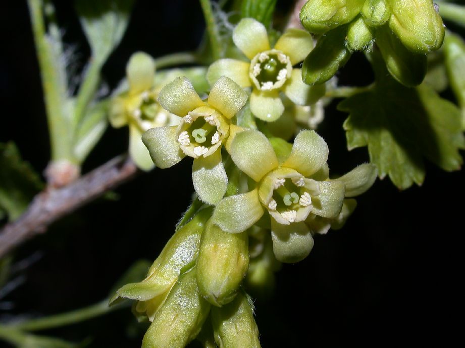 Grossulariaceae Ribes americanum