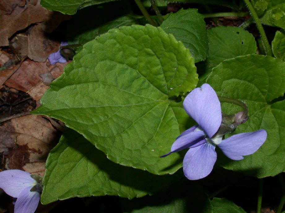 Violaceae Viola 