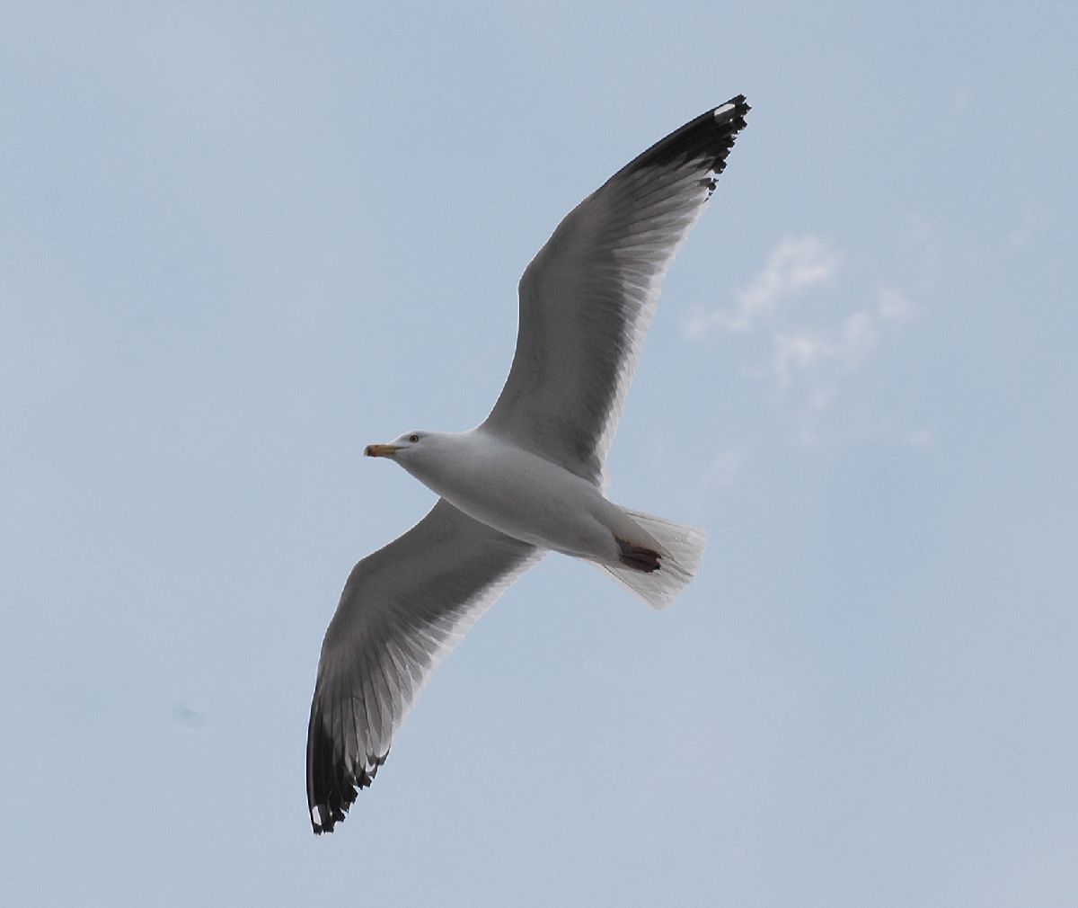 Laridae Larus argentatus