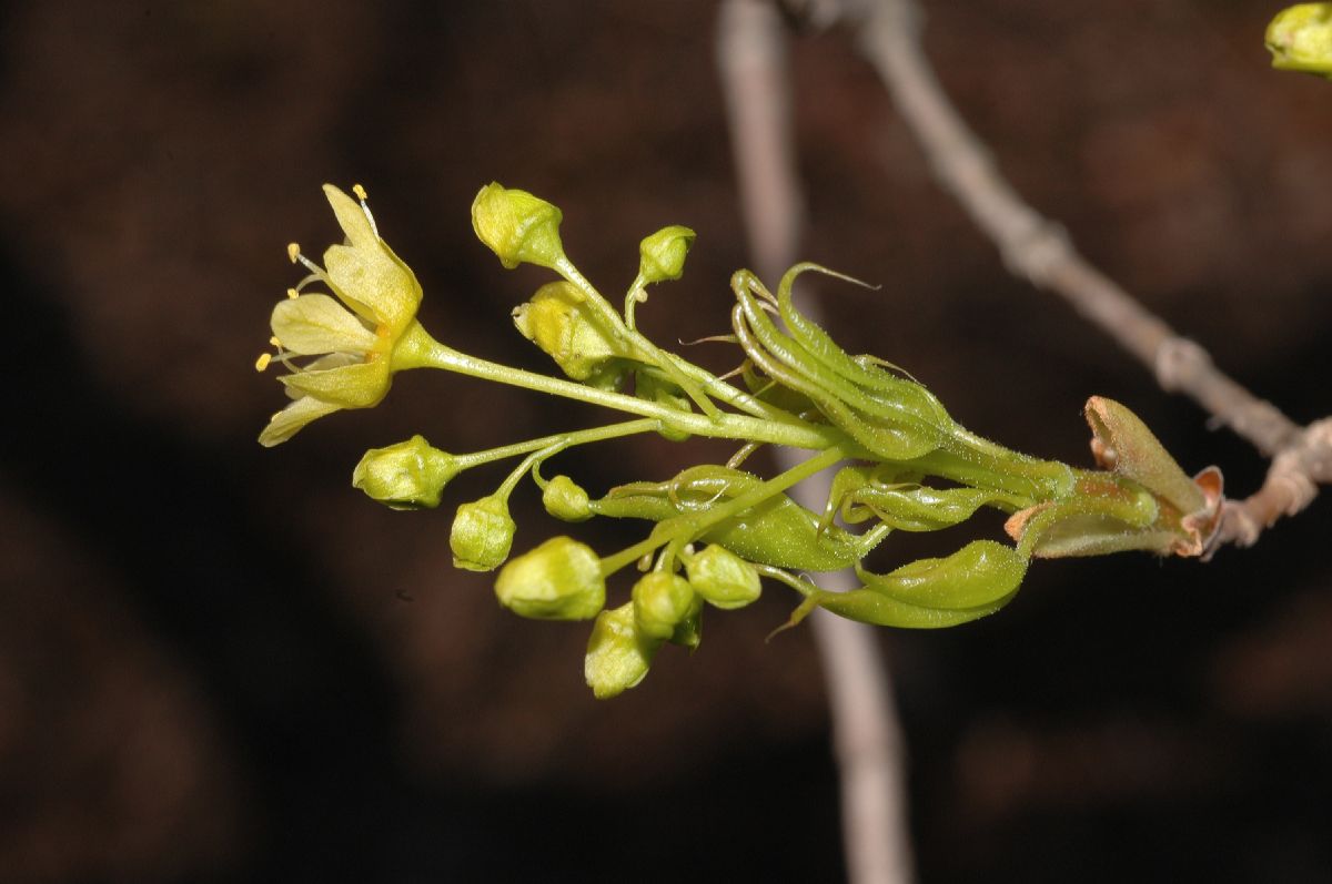 Aceraceae Acer truncatum