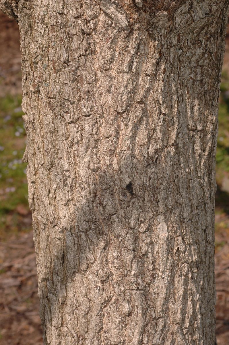 Aceraceae Acer truncatum