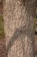 image of Acer truncatum