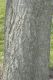 image of Juglans ailantifolia