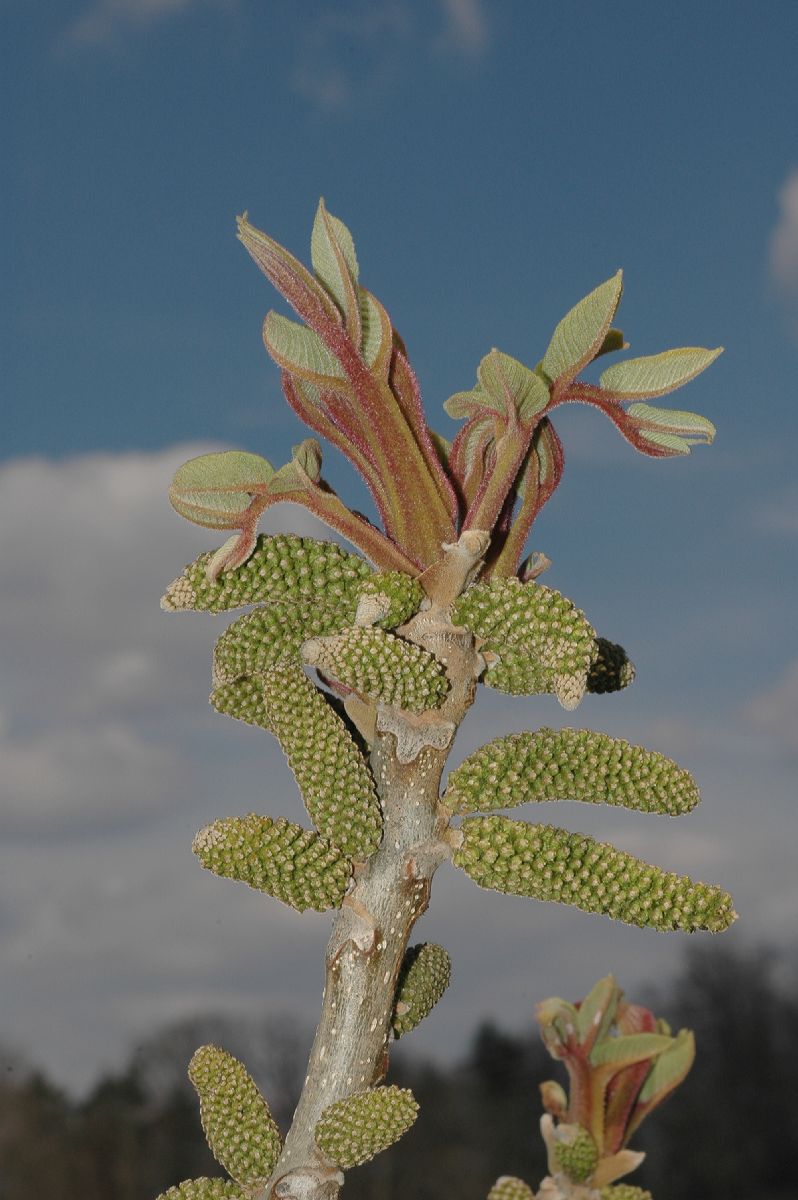 Juglandaceae Juglans ailantifolia