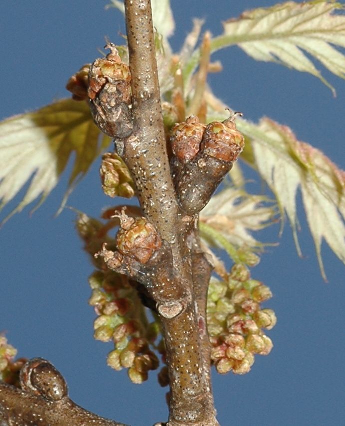 Fagaceae Quercus rubra