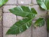 image of Quercus acutissima