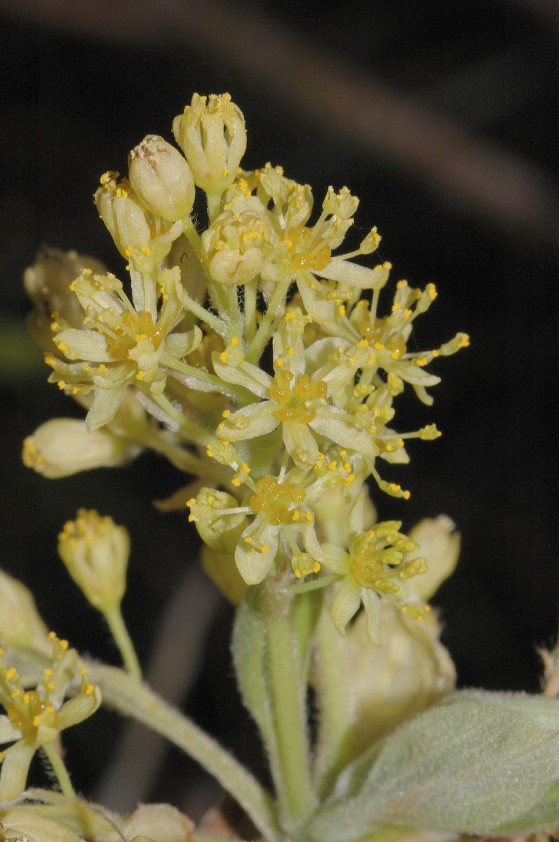 Lauraceae Sassafras albidum