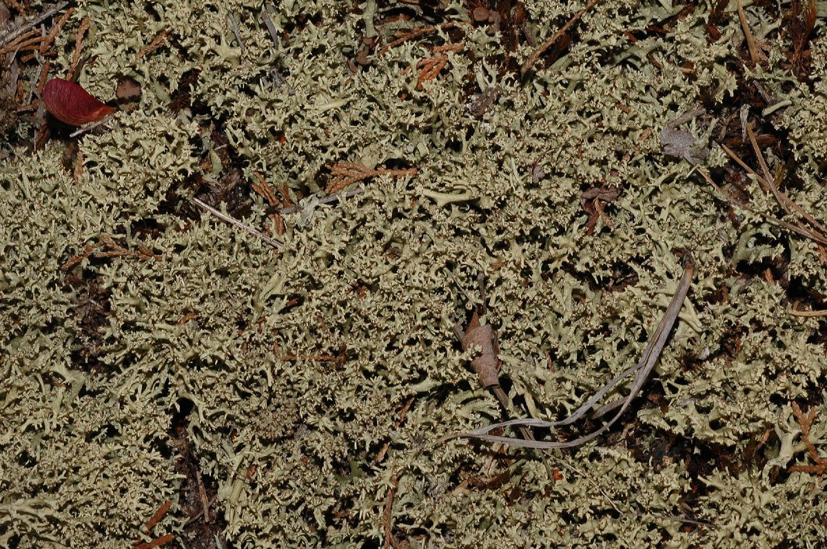 Cladoniaceae Cladonia 