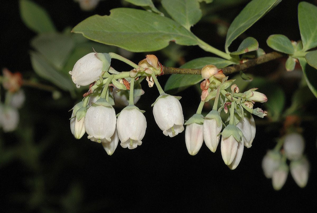 Ericaceae Vaccinium corymbosum