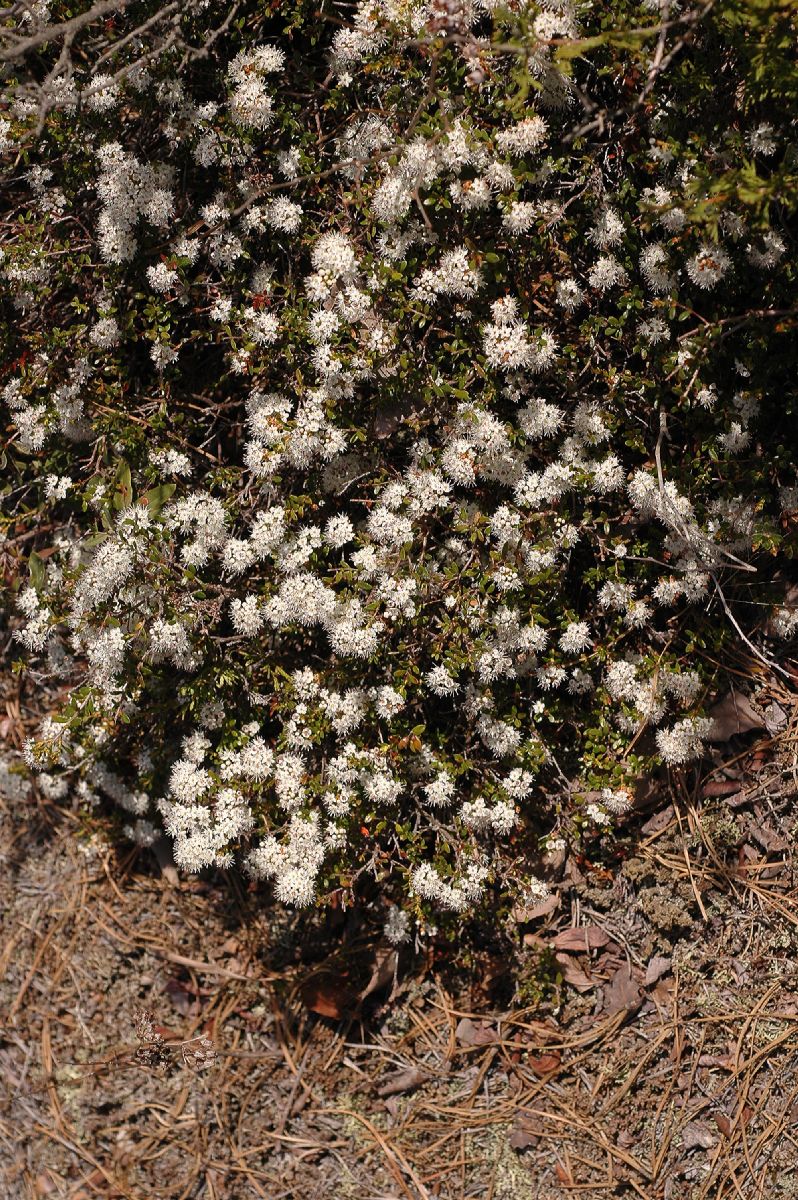 Ericaceae Leiophyllum buxifolium