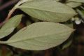 image of Aronia arbutifolia