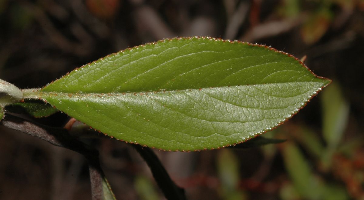 Rosaceae Aronia arbutifolia