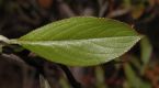 image of Aronia arbutifolia