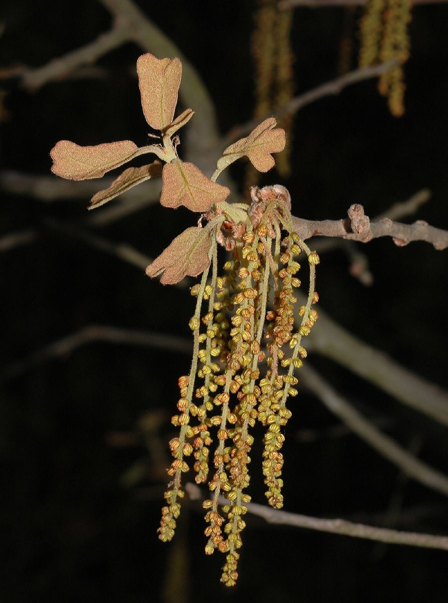 Fagaceae Quercus marilandica