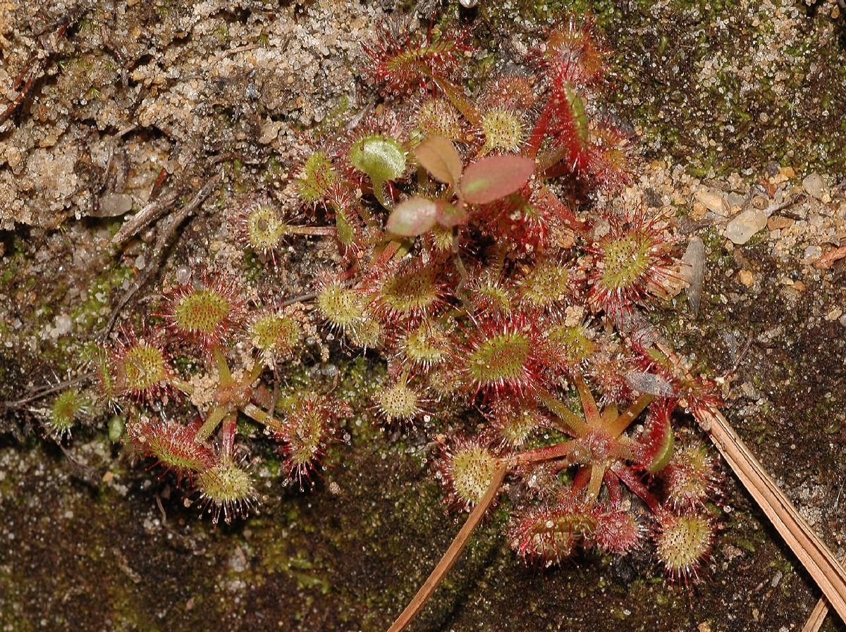 Droseraceae Drosera rotundifolia