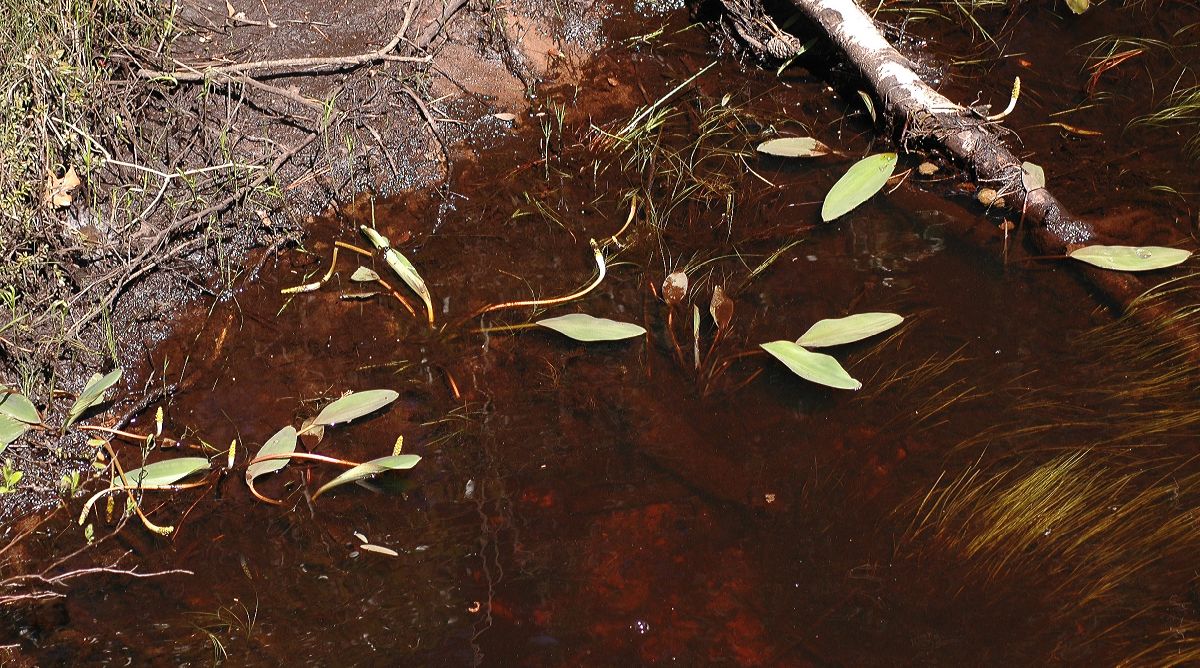 Araceae Orontium aquaticum
