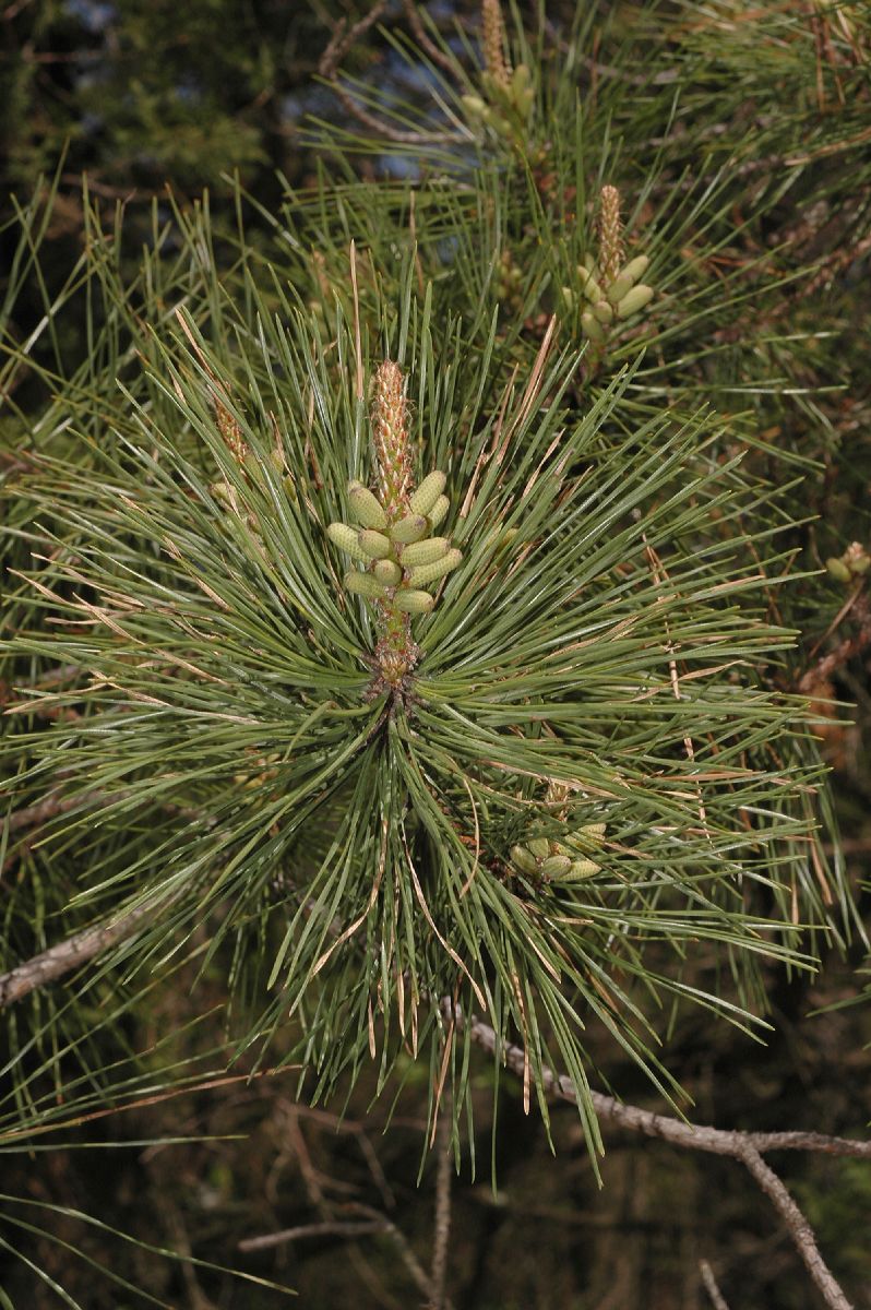 Pinaceae Pinus rigida