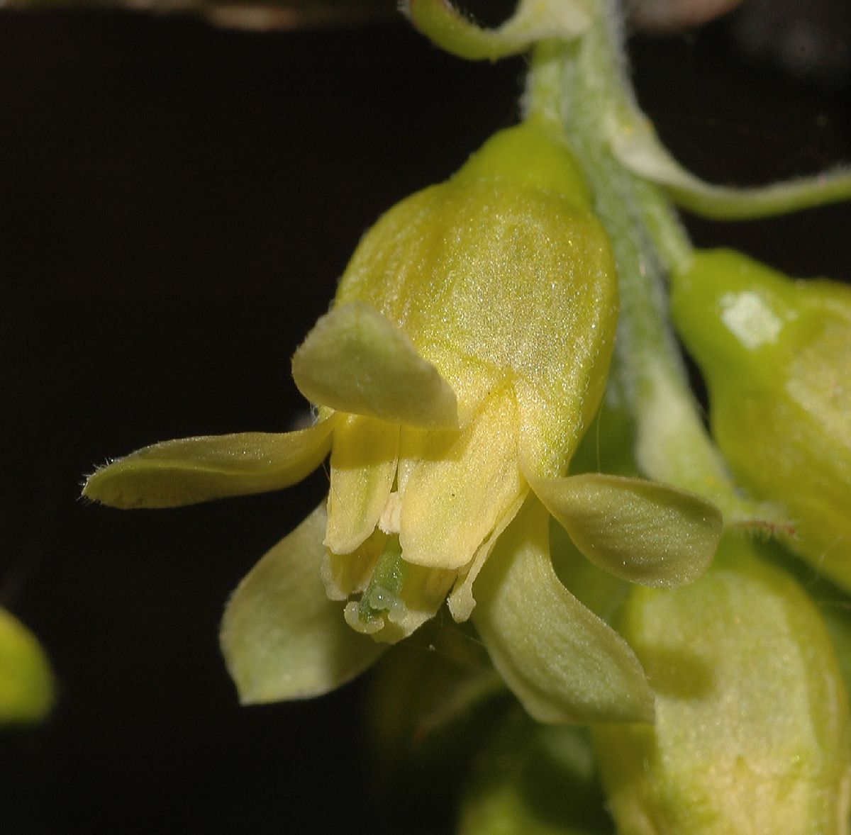 Grossulariaceae Ribes americanum