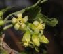 image of Ribes americanum