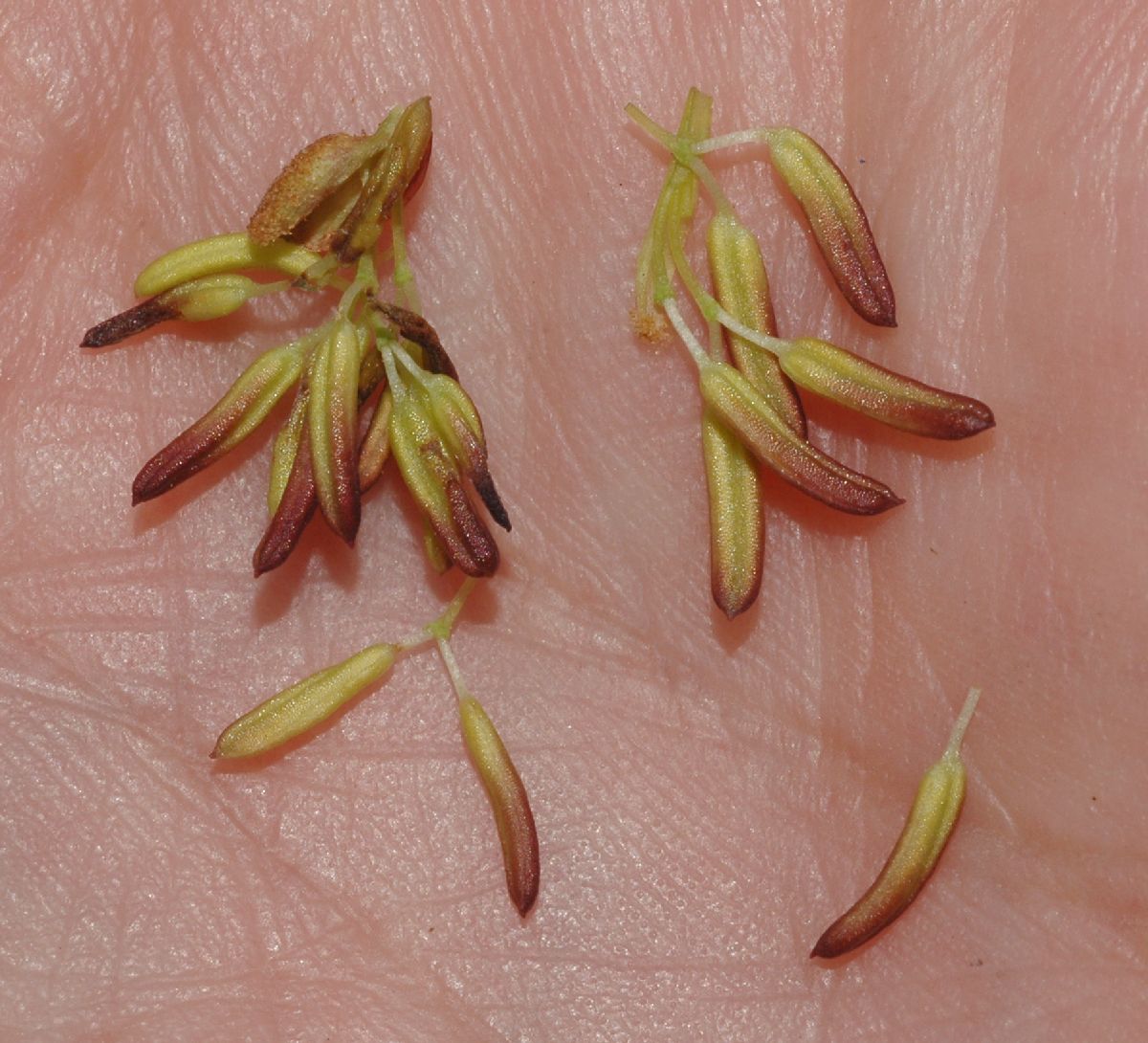 Oleaceae Fraxinus 