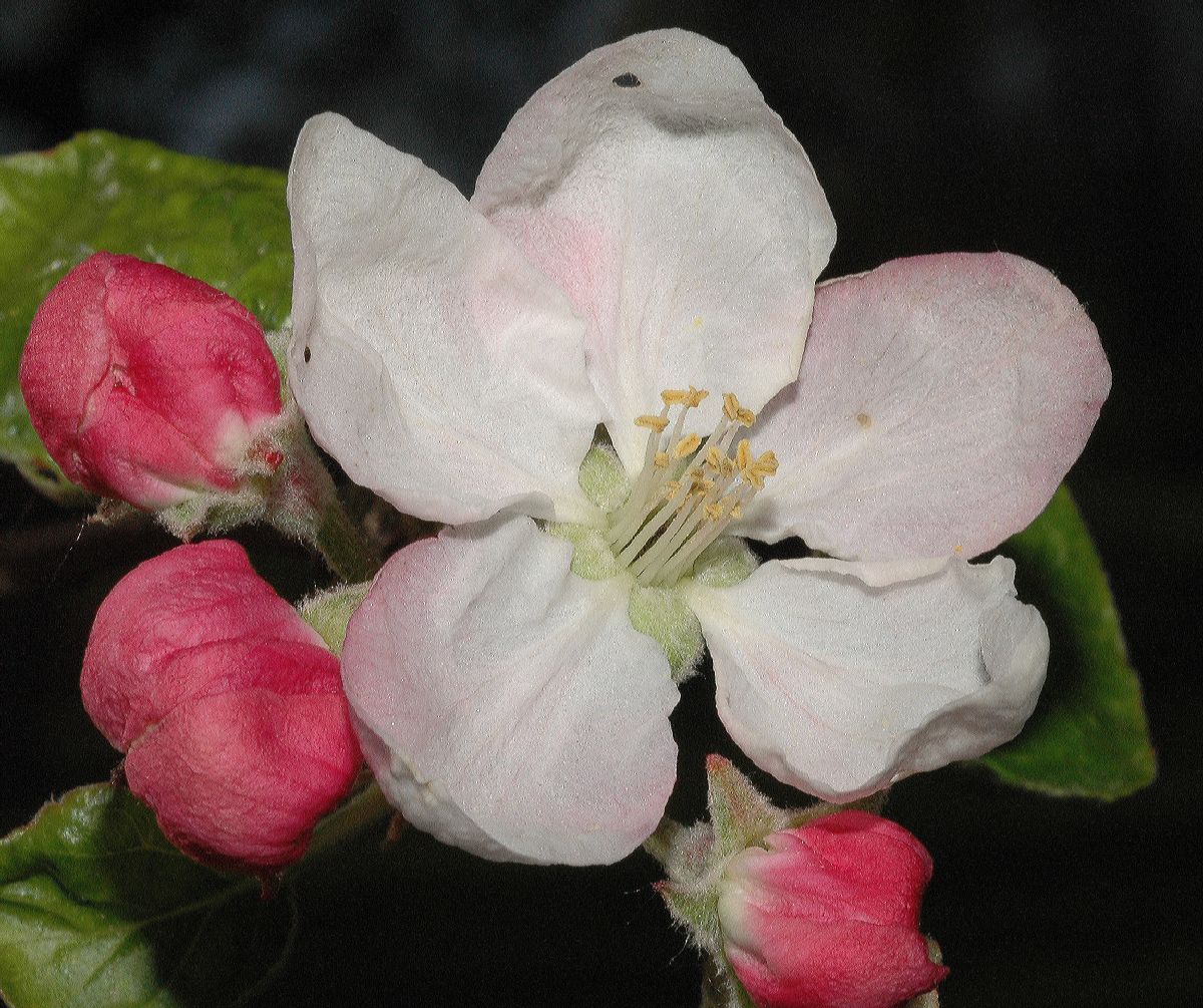 Rosaceae Malus 