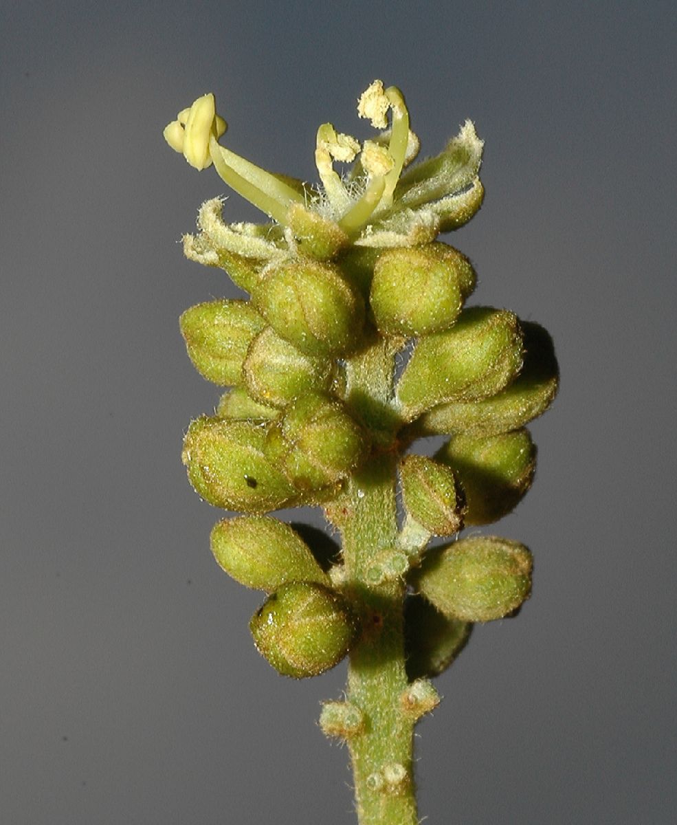 Fabaceae Gleditsia triacanthos