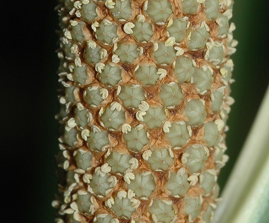 Acoraceae Acorus calamus