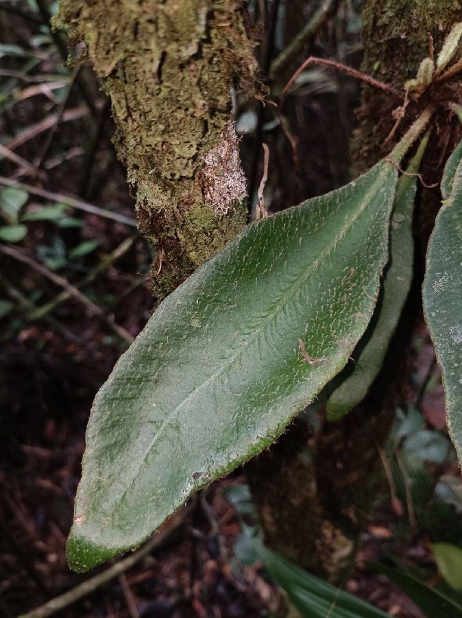 Dryopteridaceae Elaphoglossum boragineum
