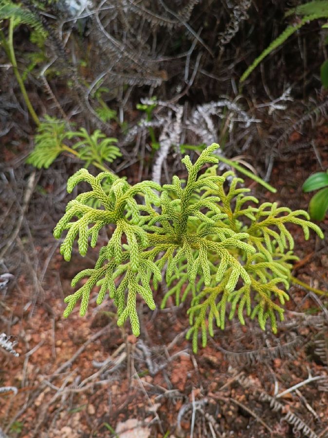 Lycopodiaceae Palhinhaea cerrojefensis