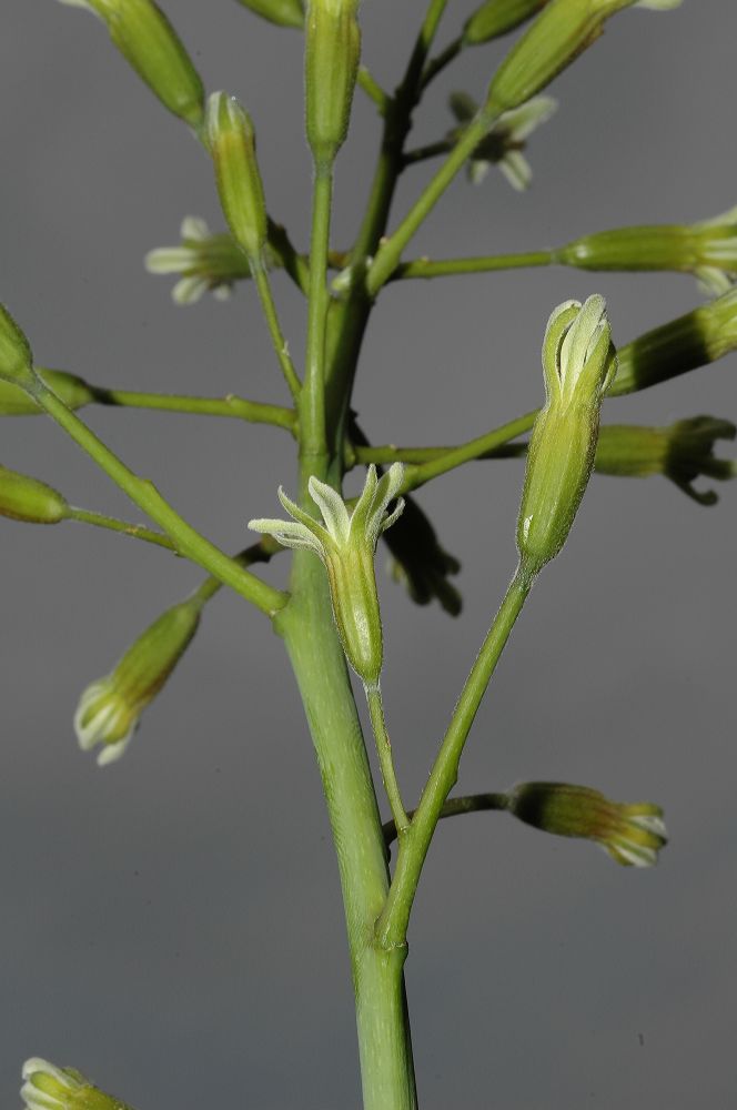 Fabaceae Gymnocladus dioica