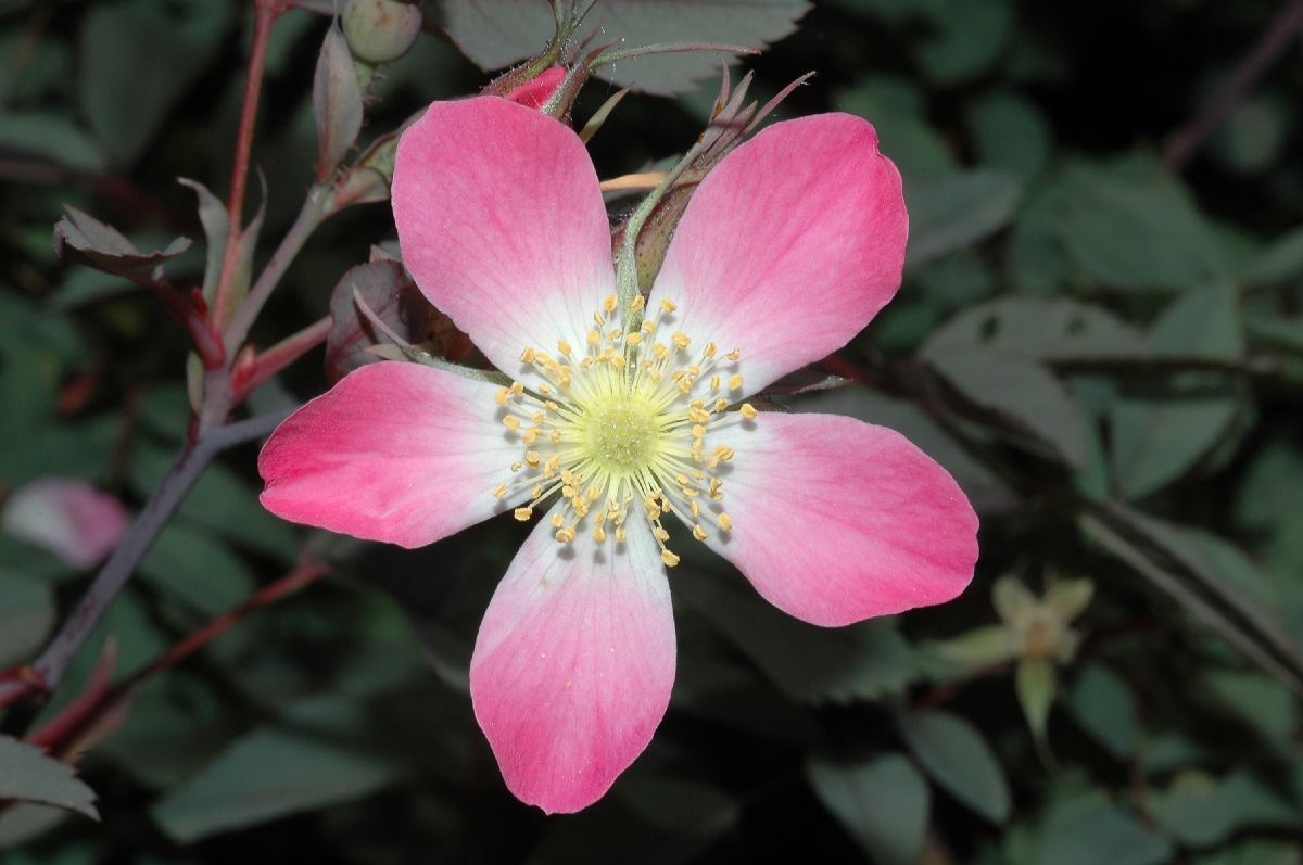 Rosaceae Rosa glauca