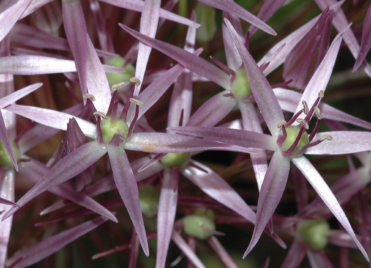 Amaryllidaceae Allium nigrum