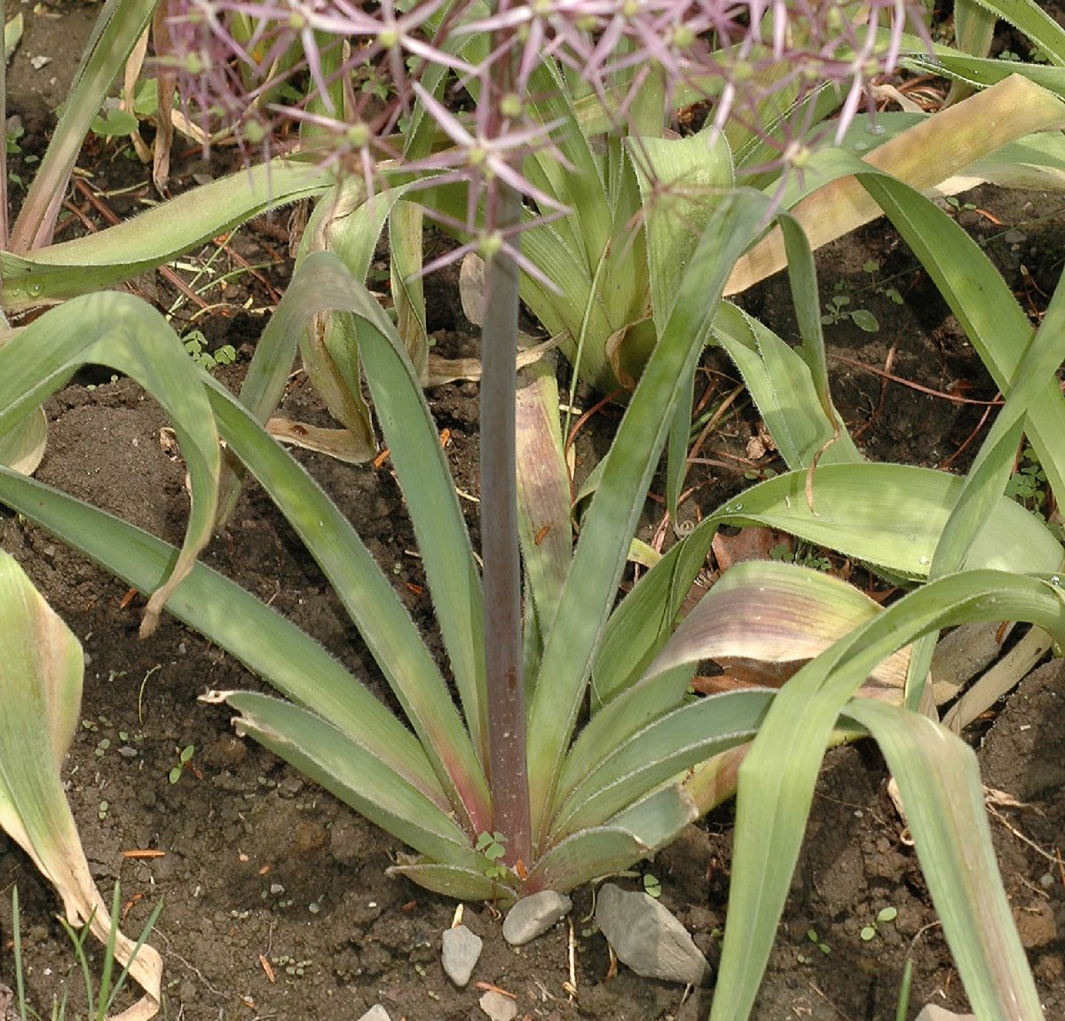 Amaryllidaceae Allium nigrum