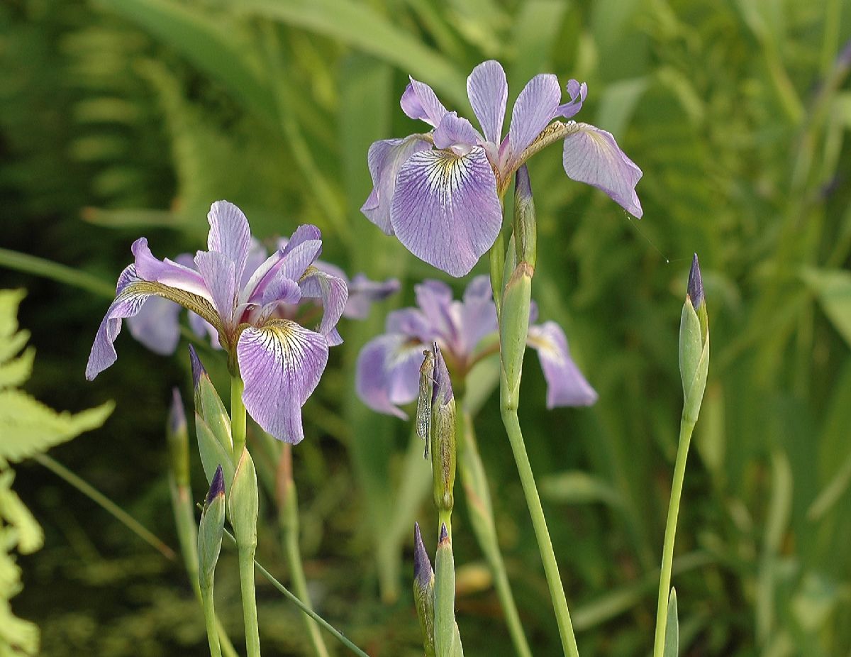 Iridaceae Iris versicolor